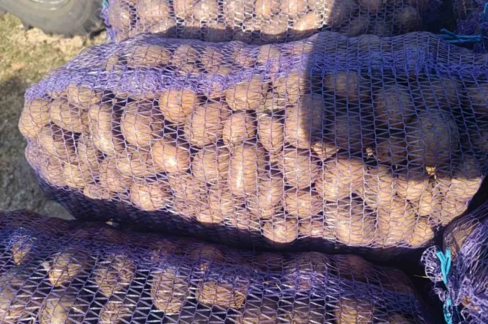 Продается семенная картошка различных сортов- фото № 2