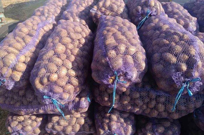 Продается семенная картошка различных сортов- фото № 3