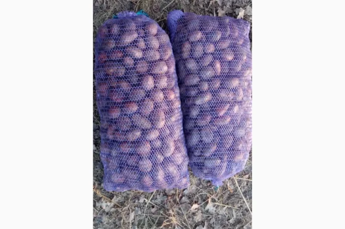 Продается семенная картошка различных сортов- фото № 4