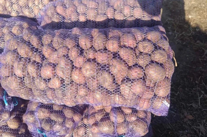 Продается семенная картошка различных сортов- фото № 5