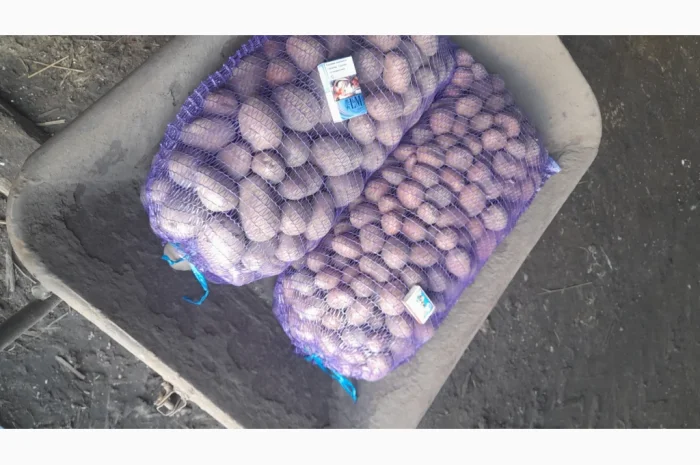 Пропонується посадкова картопля сорту Біла Роса- фото № 1