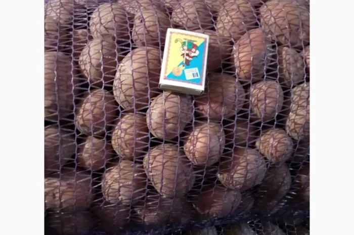 Продажа картофеля сорта Белароса- фото № 1