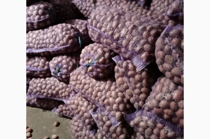 Продажа картофеля сорта Белароса- фото № 2