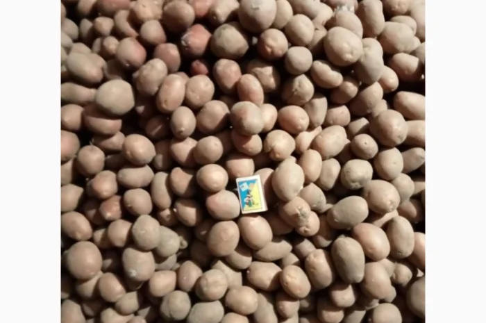 Продажа картофеля сорта Белароса- фото № 3