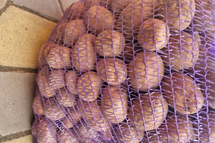 Продается посадочный картофель Біла Роза- фото № 1