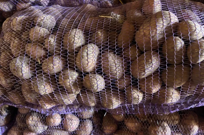 Посадкова картопля сорту Княгиня- фото № 1