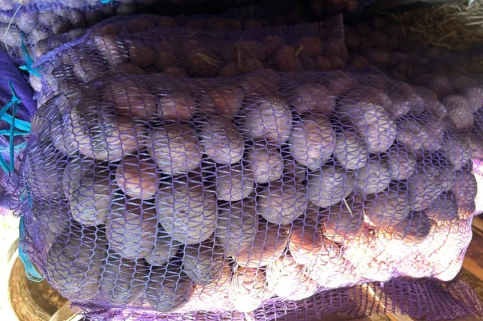 Посадкова картопля сорту Княгиня- фото № 2