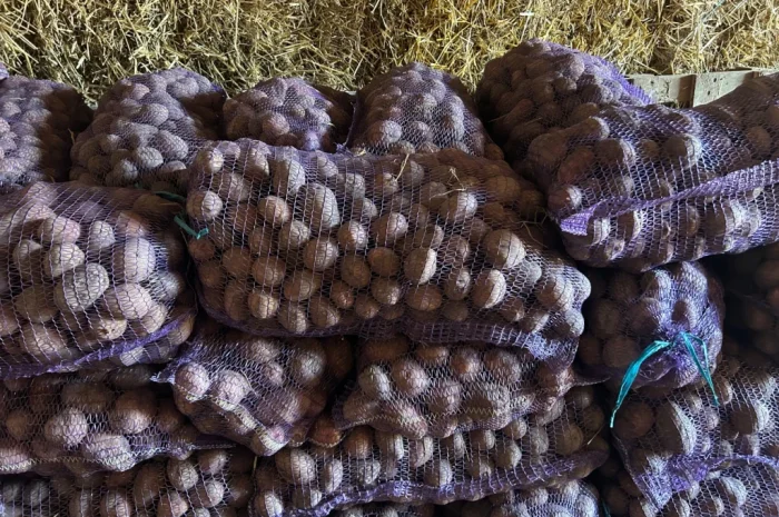 Посадкова картопля сорту Княгиня- фото № 3