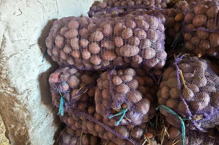 Посадкова картопля сорту Княгиня- фото № 4