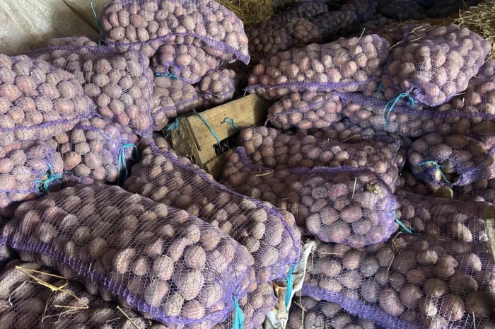 Посадкова картопля сорту Княгиня- фото № 5