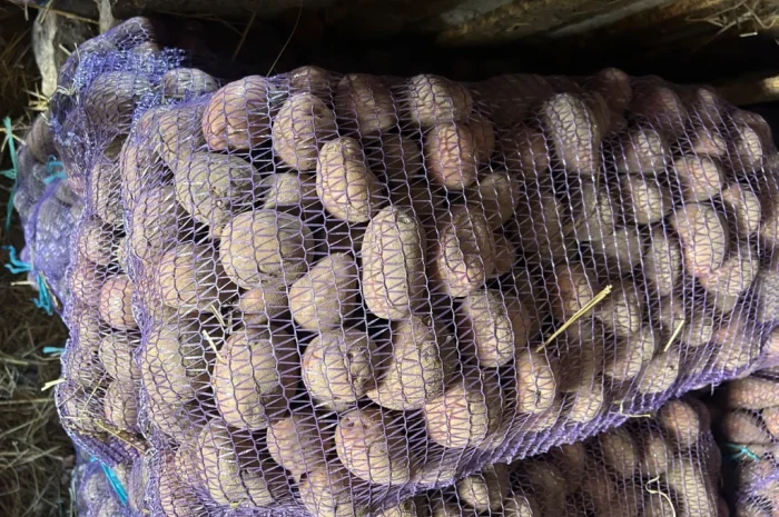 Посадкова картопля сорту Княгиня- фото № 6