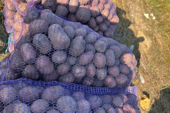 Продается товарная картошка сорта Белла Роса- фото № 1