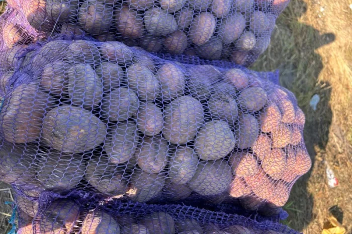 Продается товарная картошка сорта Белла Роса- фото № 2