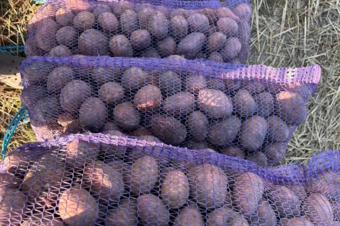 Продается товарная картошка сорта Белла Роса- фото № 3