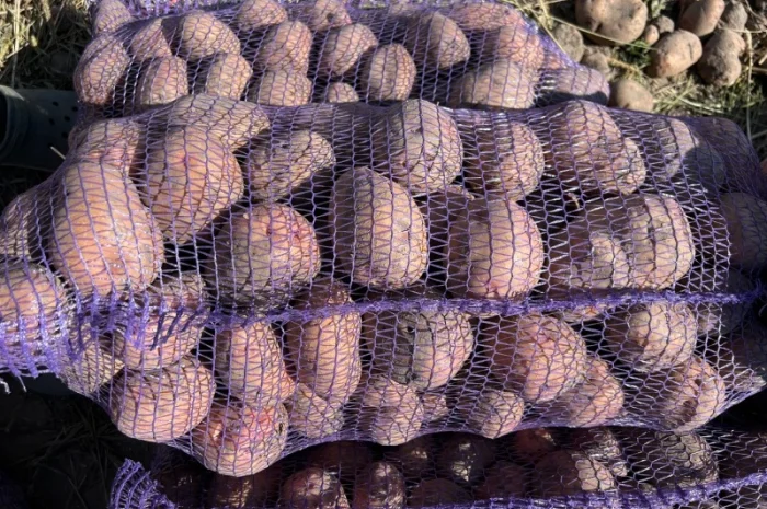 Продается товарная картошка сорта Белла Роса- фото № 4