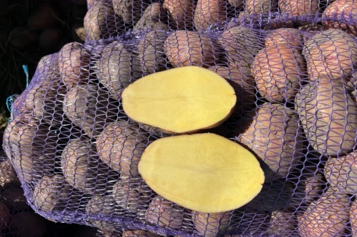 Продается товарная картошка сорта Белла Роса- фото № 5