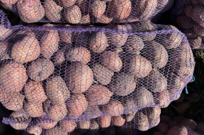 Продается товарная картошка сорта Белла Роса- фото № 6