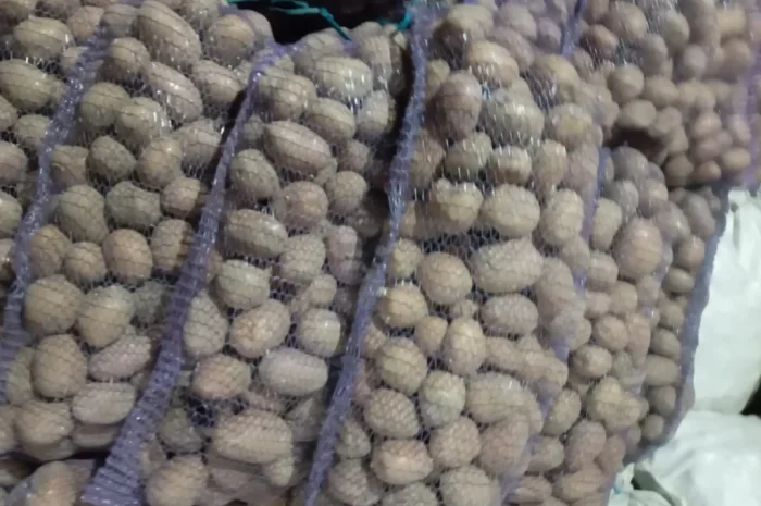 Пропозиція посадкової картоплі сорту Біла Роса- фото № 1