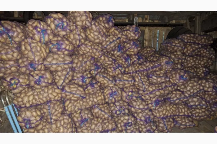 Продается товарная картошка- фото № 1