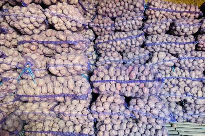 Картопля відбірна на продаж в Виннице- фото № 1