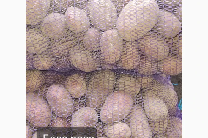 Продается товарный картофель сорта Бела роса- фото № 1