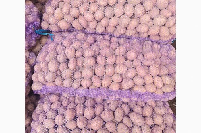 Продается семенной картофель оптом- фото № 1