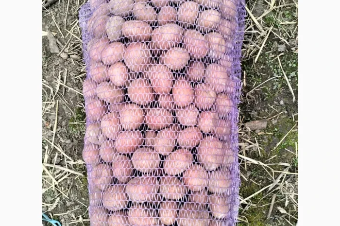 Пропоную насінневу картоплю, сорт Білороса- фото № 1