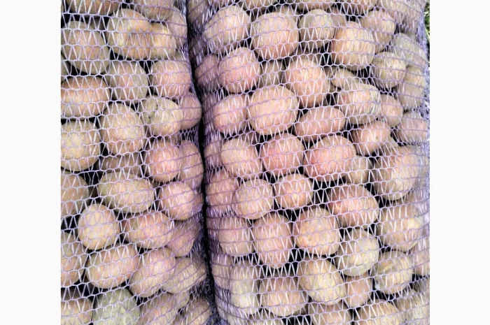 Пропоную насінневу картоплю, сорт Білороса- фото № 2