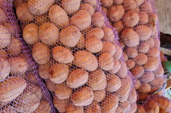 Пропонується картопля сорту Біла роса по 6 грн- фото № 1