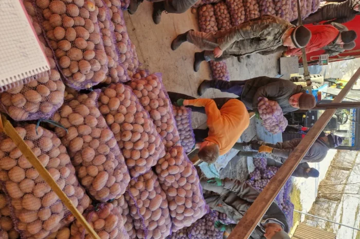 Пропонується картопля сорту Біла роса по 6 грн- фото № 2