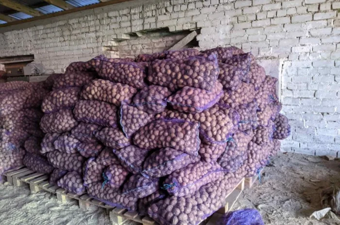 Продается семенной картофель по 4.50 грн/кг- фото № 2