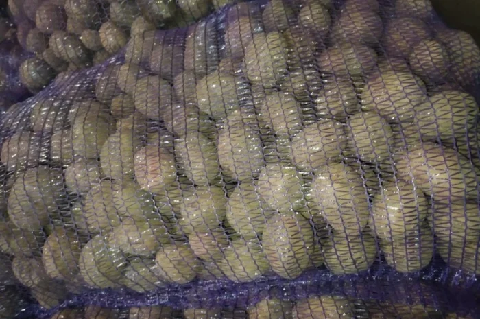 Продается семенной картофель сорта Бела Росса- фото № 2