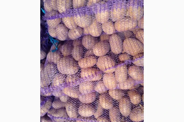 Пропонується велика та насіннєва картопля- фото № 1