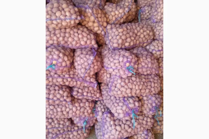 Пропонується велика та насіннєва картопля- фото № 2