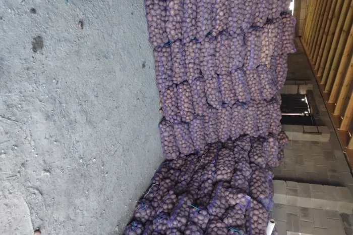 Пропонується велика та насіннєва картопля- фото № 3