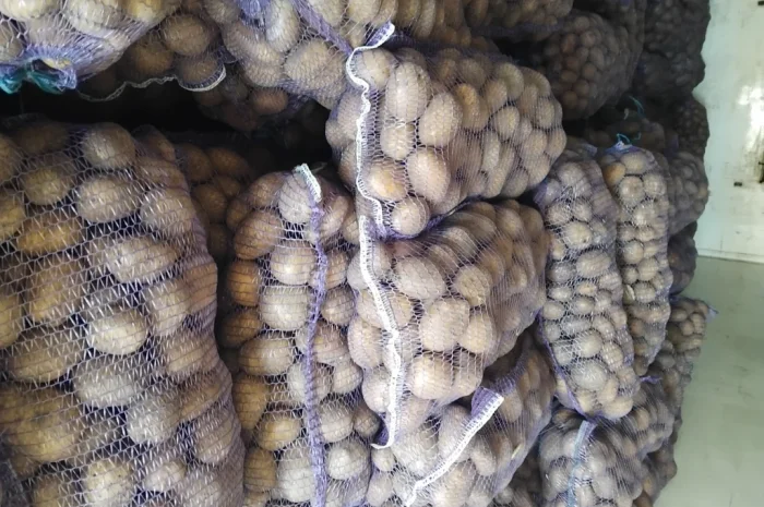 Пропонується велика та насіннєва картопля- фото № 4