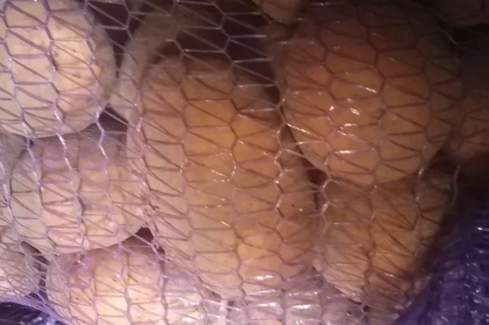 Продается картошка высокого качества- фото № 1