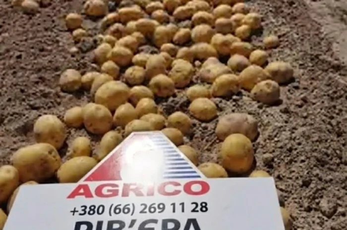 Продается семена картофеля различных сортов- фото № 1