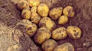 Насиннєва картопля Саншайн в Хмельницком – продажа- фото № 1