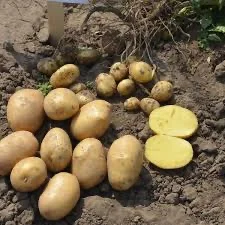 Посадкова картопля Саншайн – м. Харків, доставка- фото № 1