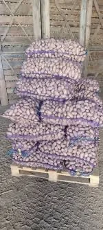 Насіннєва картопля сорту Гранада в Чернігові- фото № 1