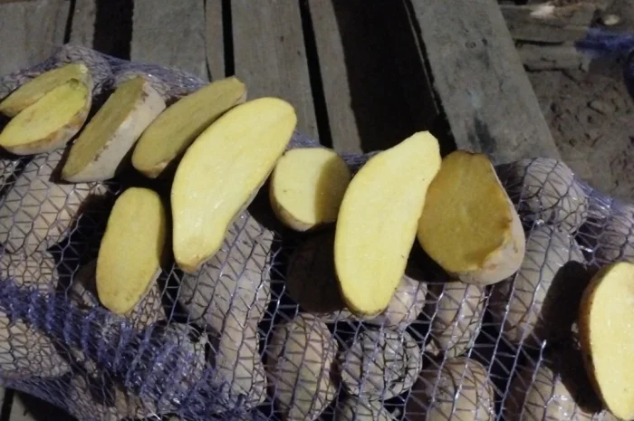 Продается продовольственная картошка Бернина Корина- фото № 1