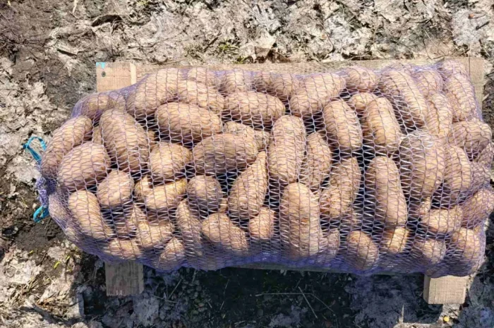 Продается товарный картофель Гренада- фото № 1