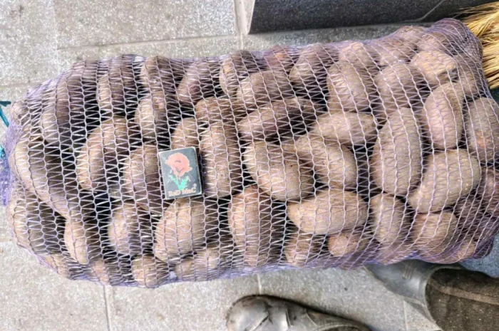 Продается товарный картофель Гренада- фото № 3