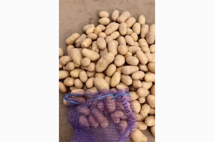Продается семенной картофель Раномі- фото № 1