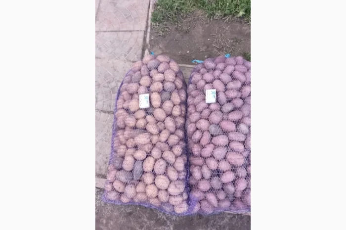 Продается семенной картофель Раномі- фото № 2