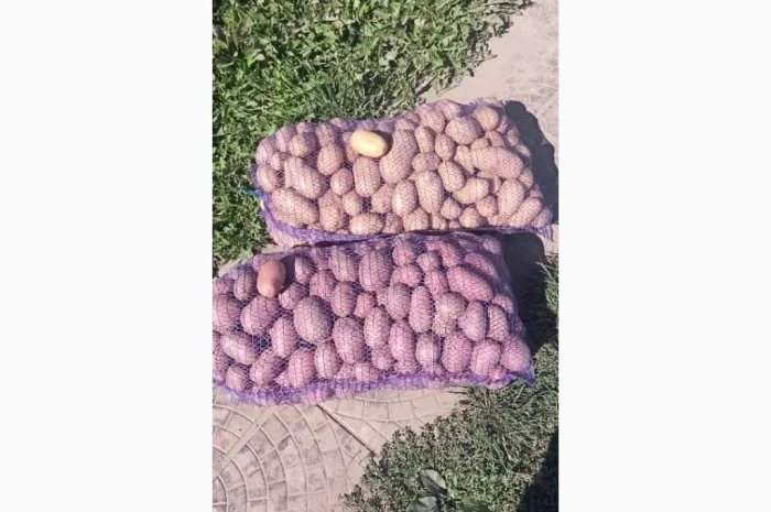 Продается семенной картофель Раномі- фото № 3