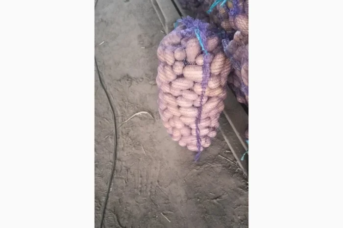 Продается семенной картофель Раномі- фото № 4