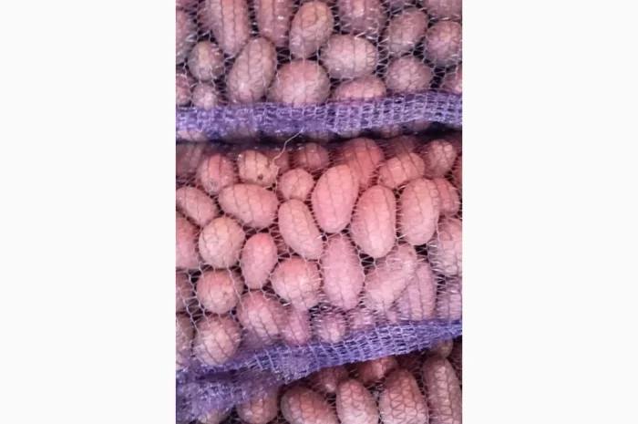 Продается семенной картофель Раномі- фото № 5