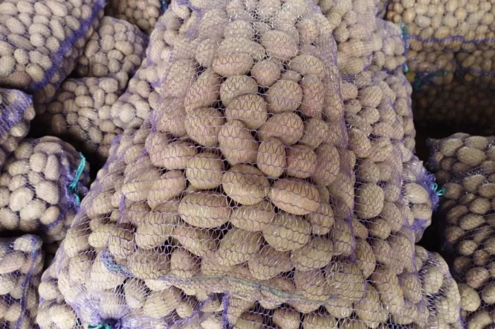 Продаж насіннєвого картоплі сорту Королева Анна- фото № 1